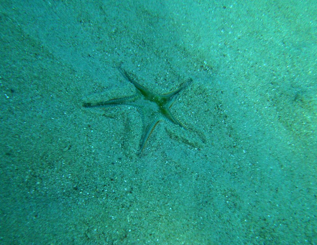 Astropecten jonstoni